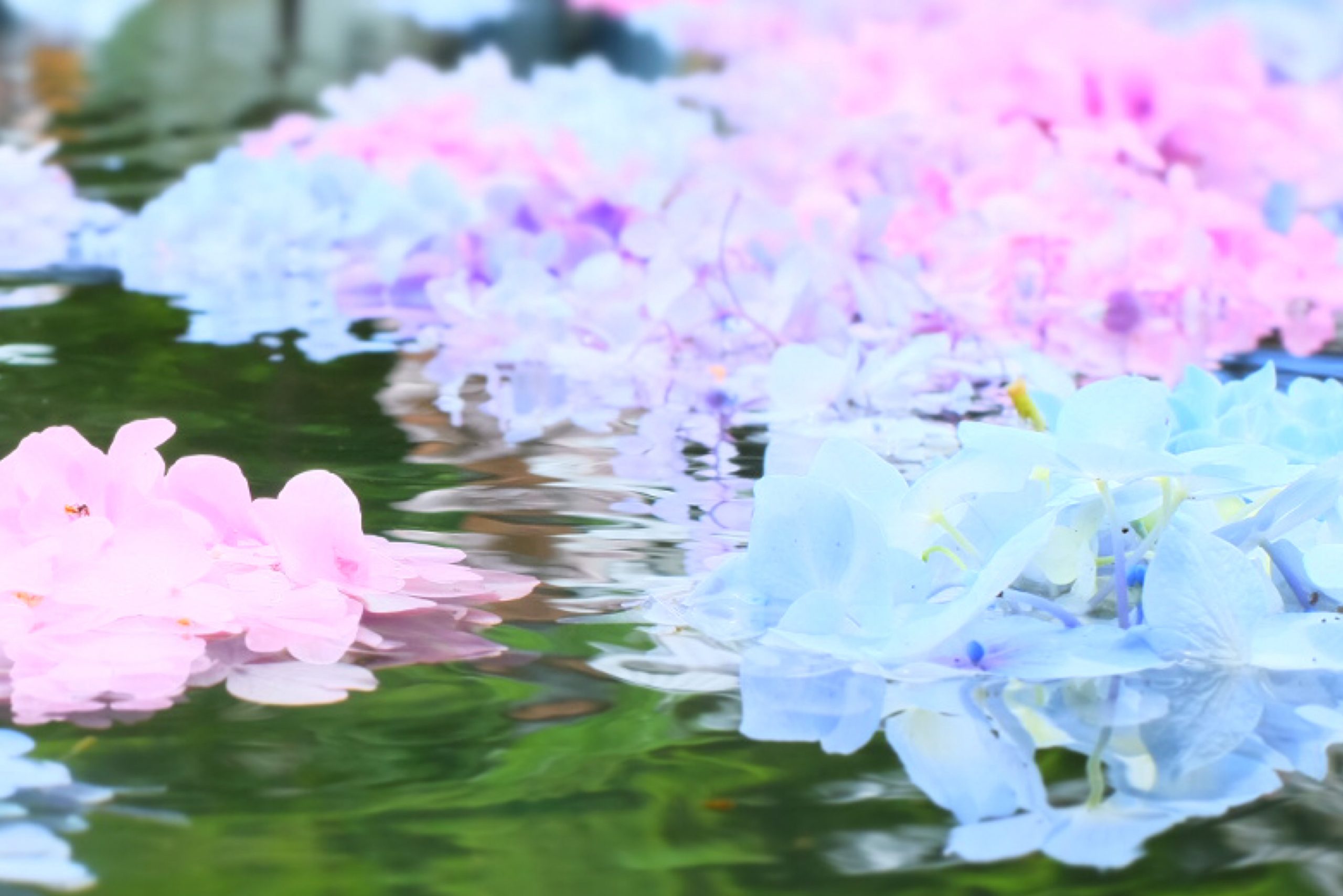 関西 子連れで楽しめる紫陽花の名所と見頃 久安寺 子連れ世界ぐるーり旅ブログ